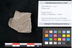 Foto (Objekt + Etikett) von Plantae indet.  (NHMW-GEO-2024-0188-6702)